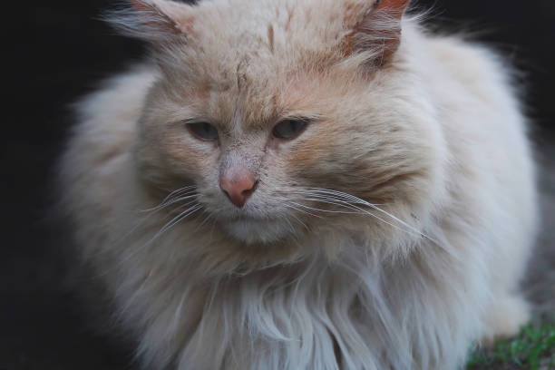 istock Portrait of gray fluffy cat close-up 2148658927