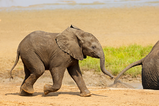 A cute baby African elephant (Loxodonta africana), Kruger National Park, South Africa