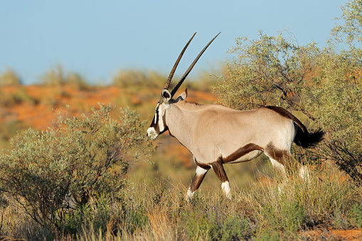 A gemsbok antelopes (Oryx gazella) in natural habitat, Kalahari desert, South Africa