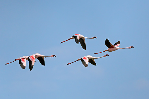 Lesser flamingo s(Phoenicopterus minor) in flight with open wings, South Africa