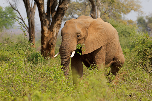 Large African elephant (Loxodonta africana) bull feeding, Kruger National Park, South Africa