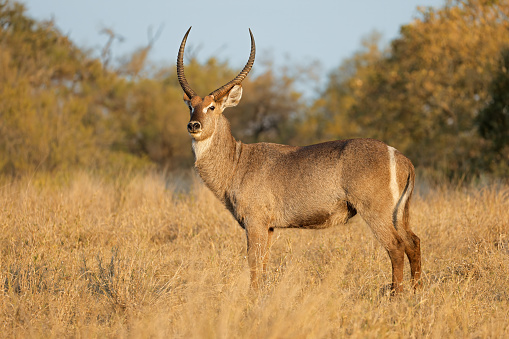 A male waterbuck antelope (Kobus ellipsiprymnus) in natural habitat, Kruger National Park, South Africa