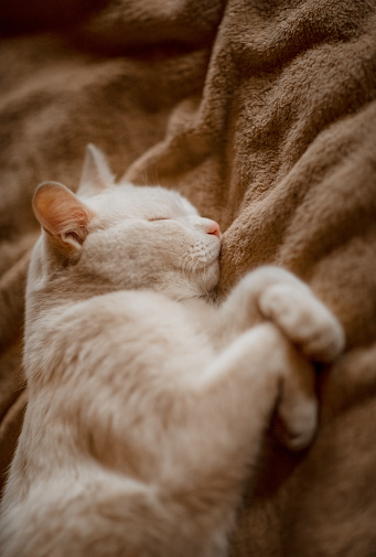 Белая кошка сладко спит на кровати