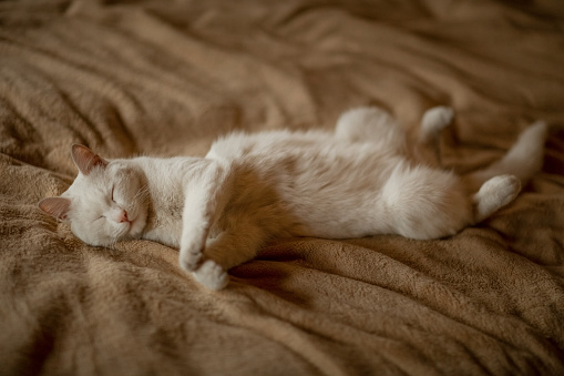 The white cat sleeps sweetly on the bed