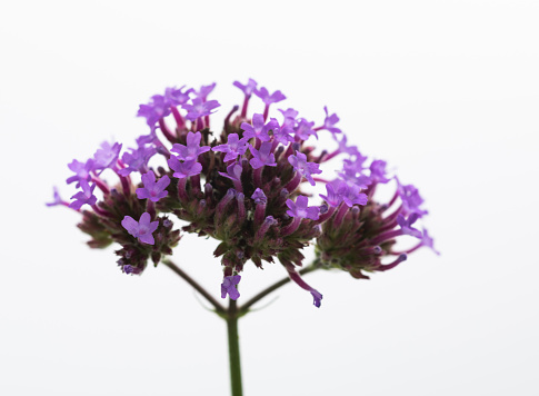 Purple verbena flowers on white background