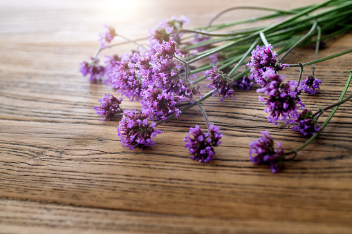 Purple verbena flowers on the table