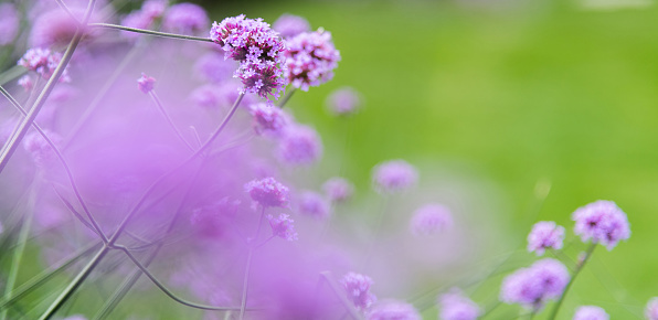Close up of purple verbena flowers