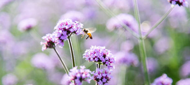 istock Bee working on purple verbena flowers 2148659886