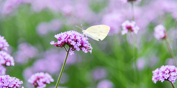 White butterfly on purple verbena flowers