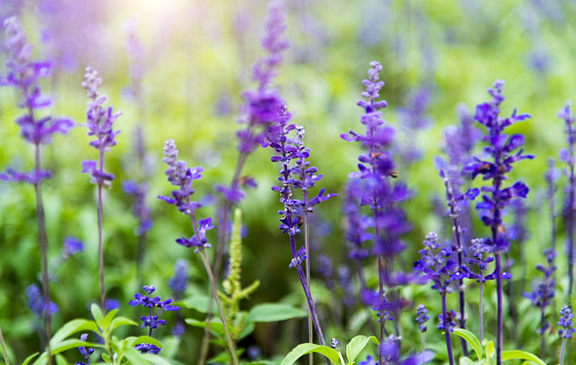 Blue salvia blooming in the field