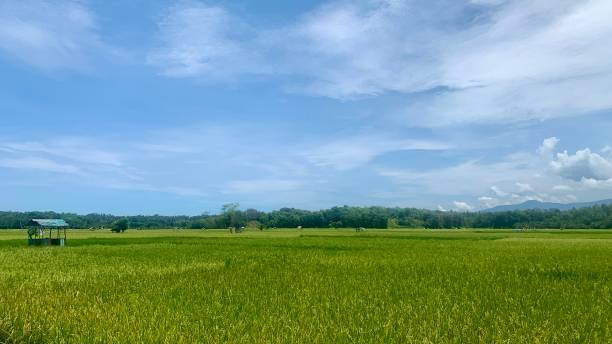 istock view of expansive rice plants with a bright blue sky 2148660376