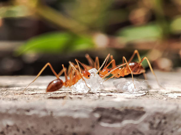 istock A flock of ants clustered around white crystal sugar 2148660711