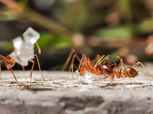 istock A flock of ants clustered around white crystal sugar 2148660714