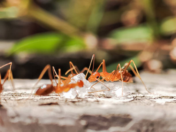 istock A flock of ants clustered around white crystal sugar 2148660716