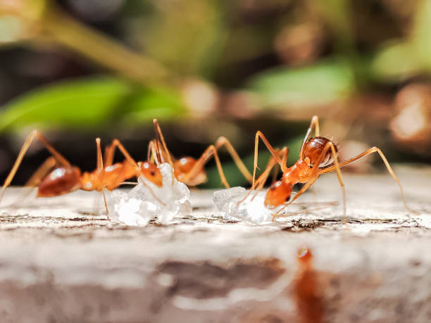 istock A flock of ants clustered around white crystal sugar 2148660718