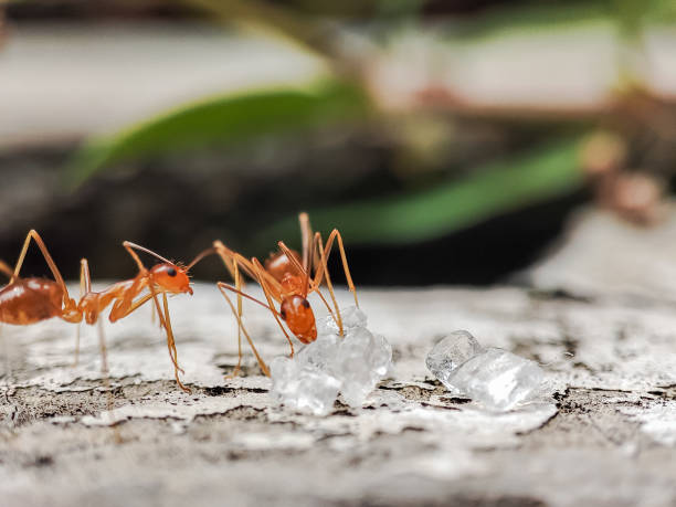 istock A flock of ants clustered around white crystal sugar 2148660719