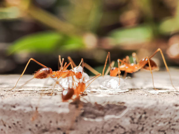 A flock of ants clustered around white crystal sugar