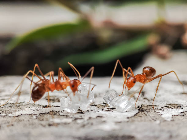 istock A flock of ants clustered around white crystal sugar 2148660730