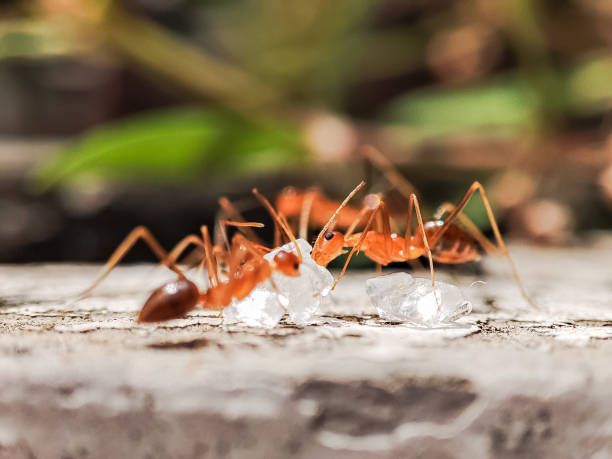 istock A flock of ants clustered around white crystal sugar 2148660737