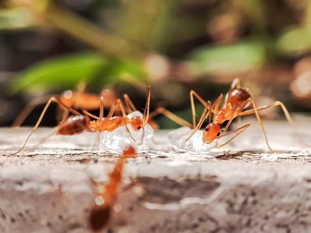 istock A flock of ants clustered around white crystal sugar 2148660741