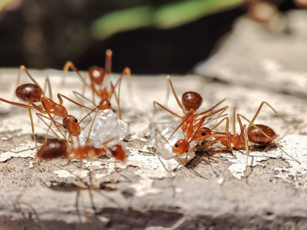 A flock of ants clustered around white crystal sugar