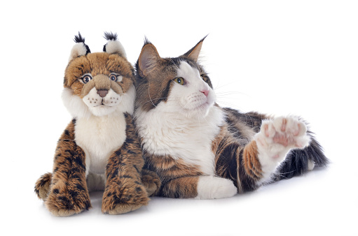 portrait of a purebred  maine coon cat and cuddly toy on a white background