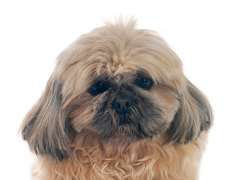 shih tzu in front of white background