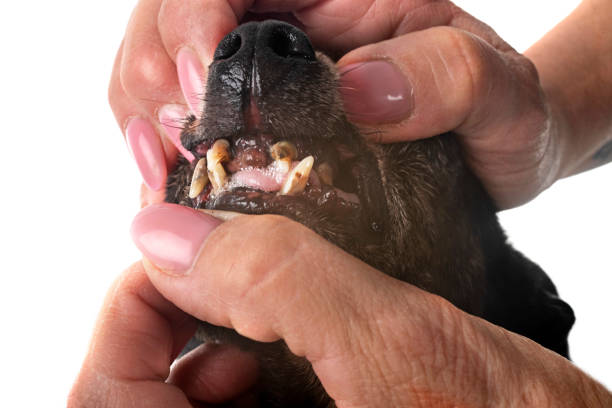 istock tartar teeth of old dog 2148660822