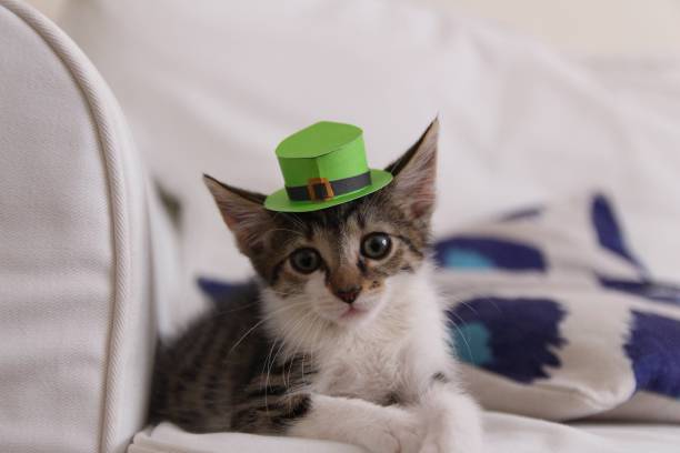istock Domestic shorthair kitten in a St Patricks Day green hat 2148661005