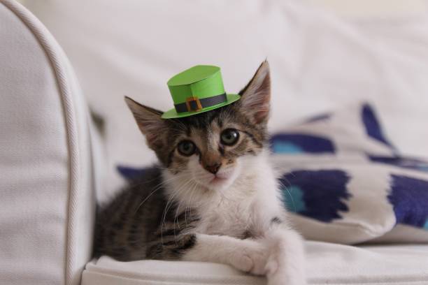 istock Domestic shorthair kitten in a St Patricks Day green hat 2148661006