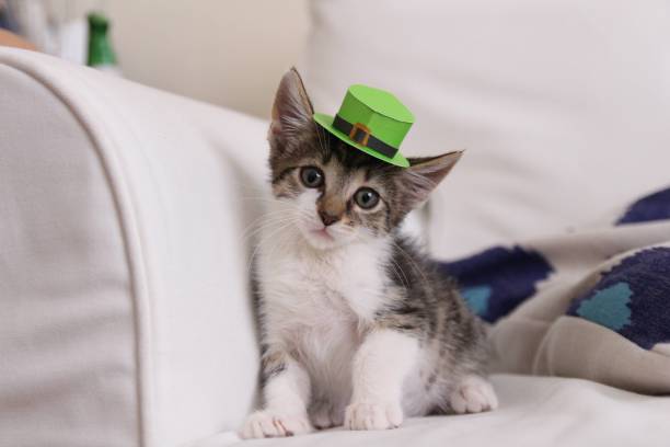 istock Domestic shorthair kitten in a St Patricks Day green hat 2148661008