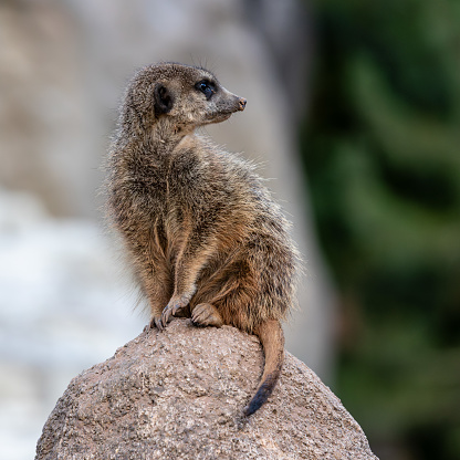 Meerkat, Suricata suricatta sitting on a stone and looking into the distance.