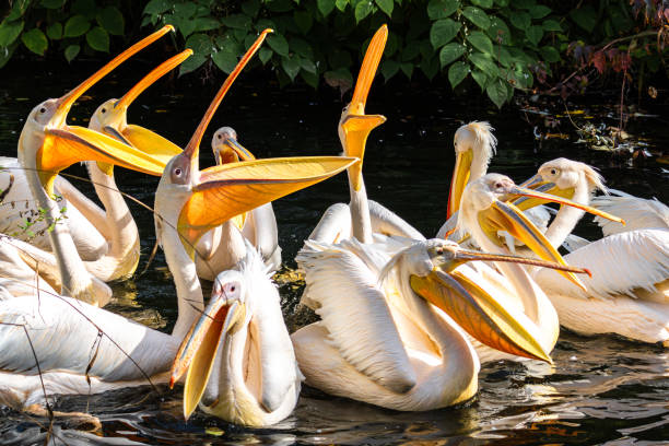 istock Great White Pelican, Pelecanus onocrotalus in a park 2148661141