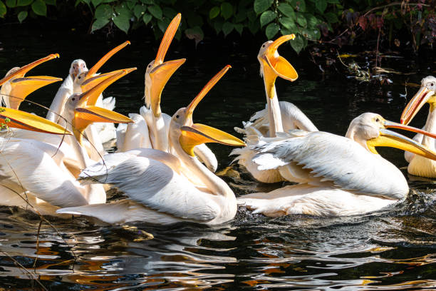 istock Great White Pelican, Pelecanus onocrotalus in a park 2148661154