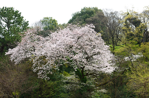 Cherry blossoms in full bloom in the springtime forest with copy space.