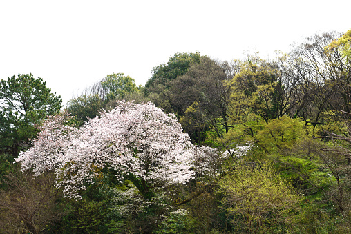 Cherry blossoms in full bloom in the springtime forest with copy space.