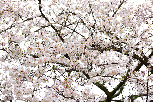 Close-up of Cherry blossoms in full bloom in springtime.