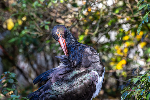 The Black stork, Ciconia nigra is a large bird in the stork family Ciconiidae.