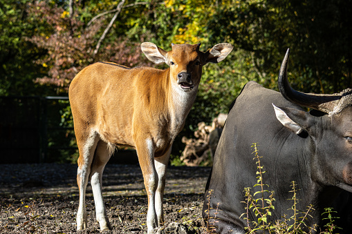 Banteng, Bos javanicus or Red Bull. It is a type of wild cattle But there are key characteristics that are different from cattle and bison: a white band bottom in both males and females.