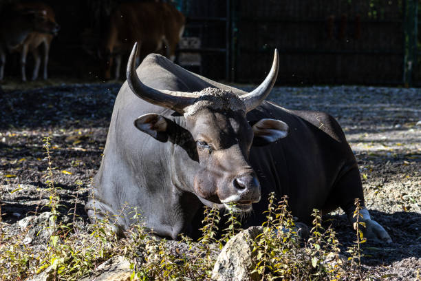 Banteng, Bos javanicus or Red Bull is a type of wild cattle.