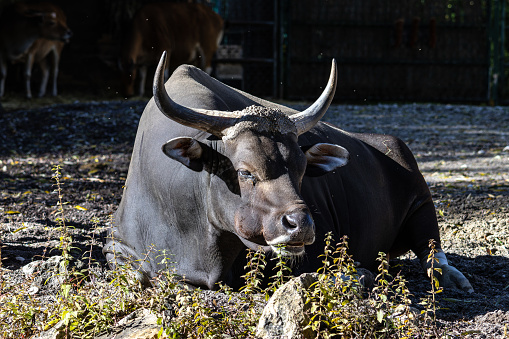 Banteng, Bos javanicus or Red Bull. It is a type of wild cattle But there are key characteristics that are different from cattle and bison: a white band bottom in both males and females.