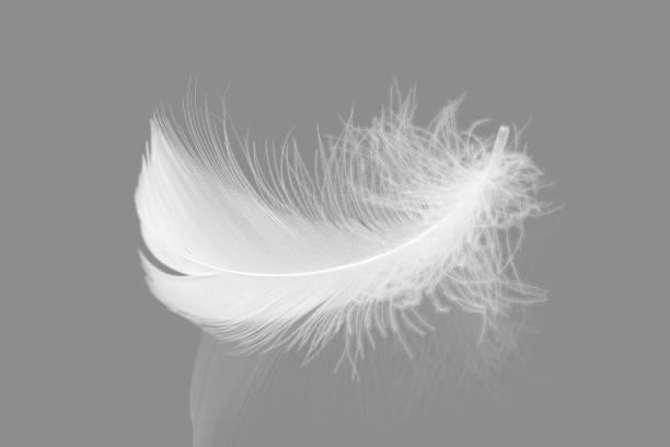 istock White Feather on Gray Background with Refection 2148661795