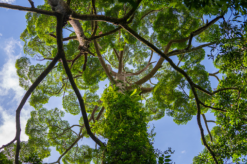 The big tropical tree with sky background, view from below. Scientific name Dipterocarpus alatus or Yang Na Yai tree or Dipterocarpaceae. Island Borneo, Malaysia