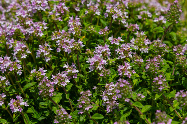 istock Blossoming fragrant Thymus serpyllum, Breckland wild thyme, creeping thyme, or elfin thyme close-up, macro photo. Beautiful food and medicinal plant in the field in the sunny day 2148662388