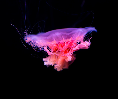 Pink jellyfish swims in the sea on a black background.