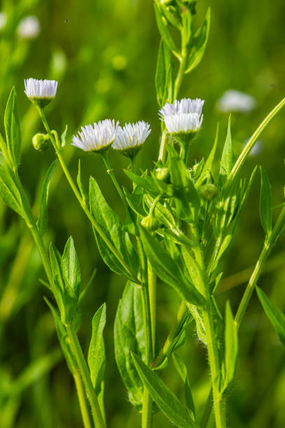istock Erigeron annuus known as annual fleabane, daisy fleabane, or eastern daisy fleabane 2148662737