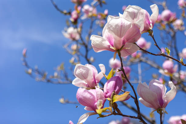istock Magnolia flowers in full bloom 2148663031