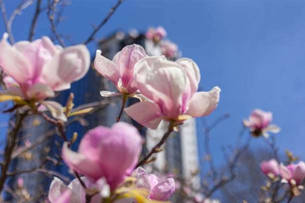 Magnolia flowers in full bloom