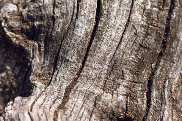 istock Bark of tree texture background close up photography. 2148663111