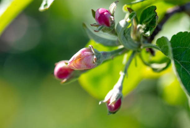Flowers on an apple tree in spring. Close-up.